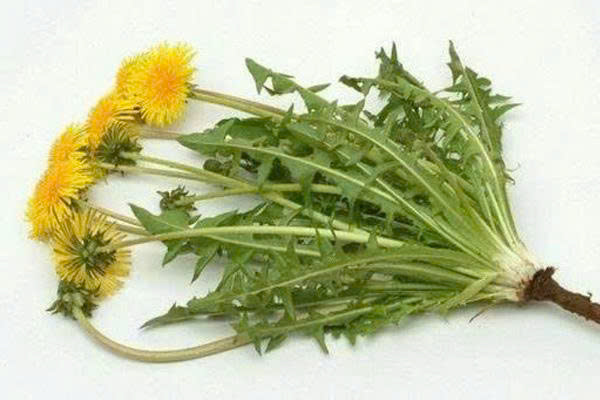 Bồ công anh